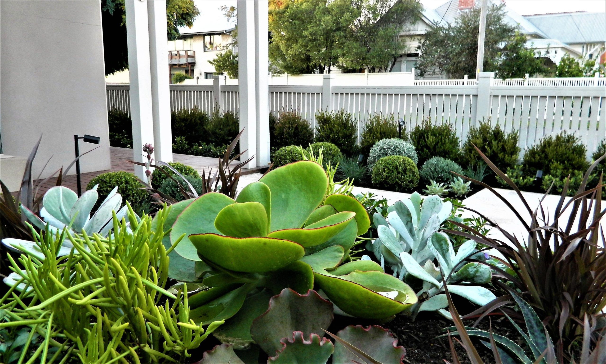 modern planting and garden design melbourne