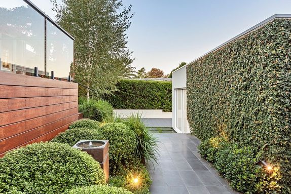 creeper on wall landscape design