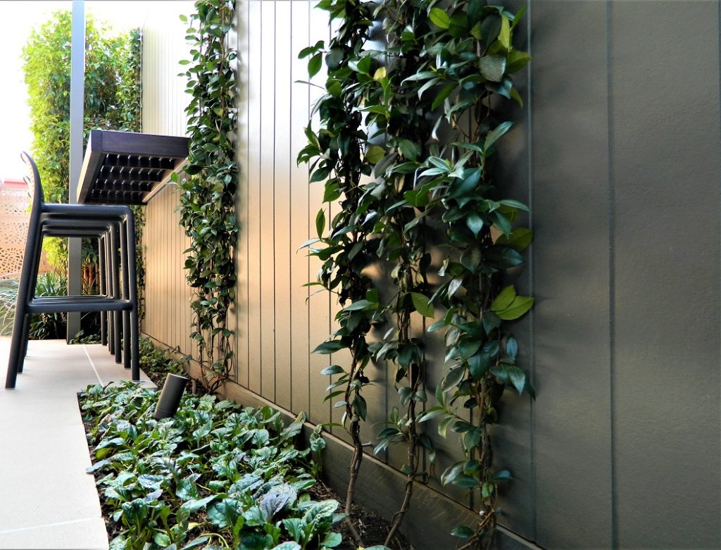 plantings on wire vertical in small garden courtyard