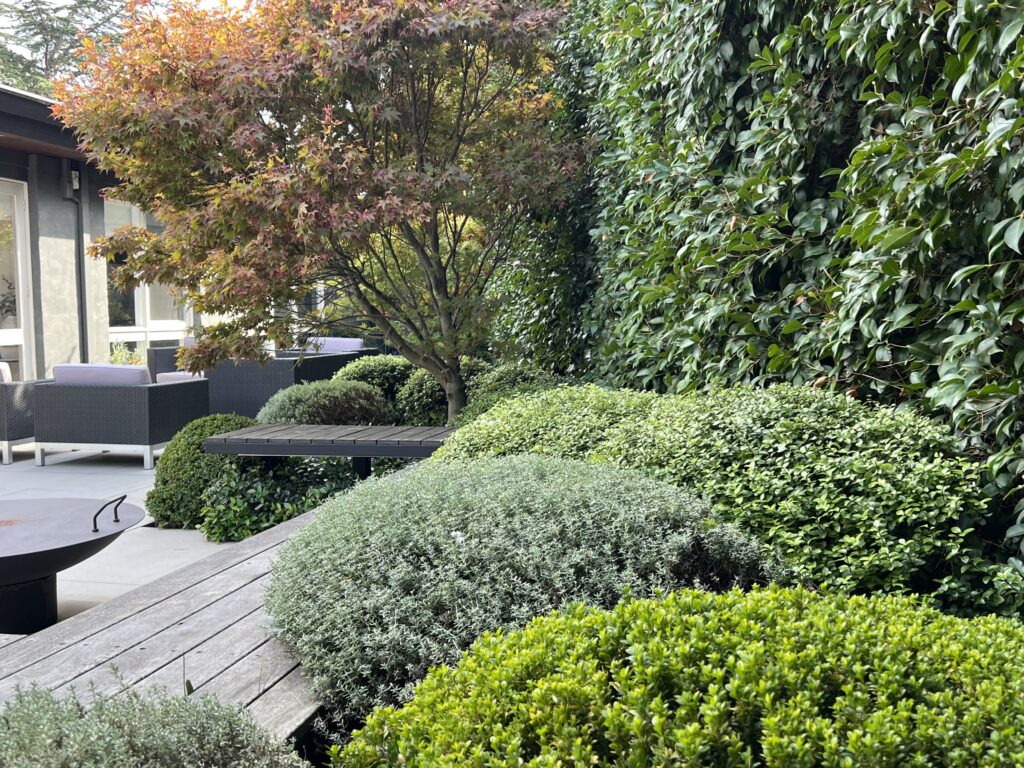 soft plantings in a Melbourne garden design by Anthony Scott