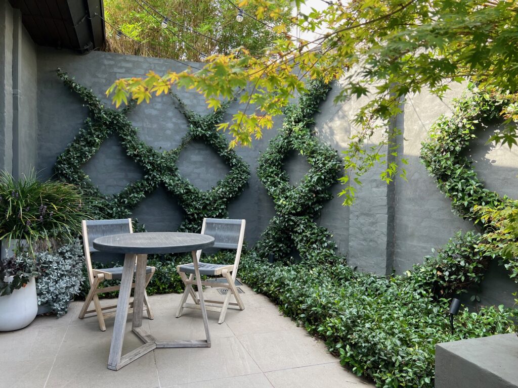 climbing plants on wire with seating and pot plants